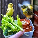 APK Bird food let me chirp