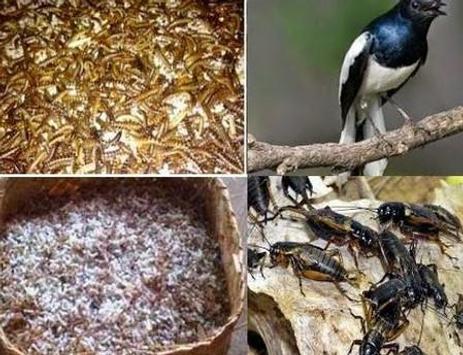 Makanan Burung Berkicau For Android Apk Download