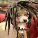 APK Cute Animal Wallpapers