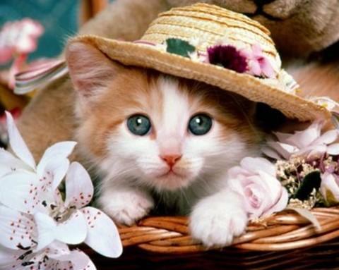 80+ Gambar Wallpaper Hewan Lucu Paling Keren 80+ Gambar Wallpaper Hewan Lucu Paling Keren