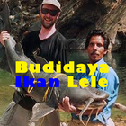 Budidaya Ikan Lele ícone