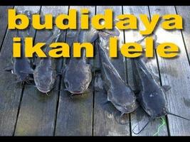 Budidaya Ikan Lele पोस्टर