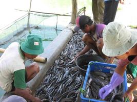 1 Schermata Budidaya Ikan Lele