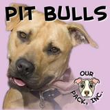 Our Pack's Pit Bull App icône