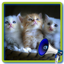 Sounds of Cats 🐱Play with Cat Real Meow Kitten APK