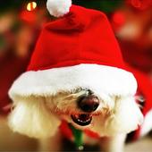 Icona Christmas Dog wallpaper