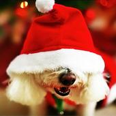 Christmas Dog wallpaper Zeichen