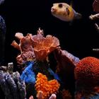 Aquarium Live wallpaper 圖標