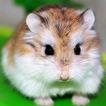 Funny Hamster wallpaper