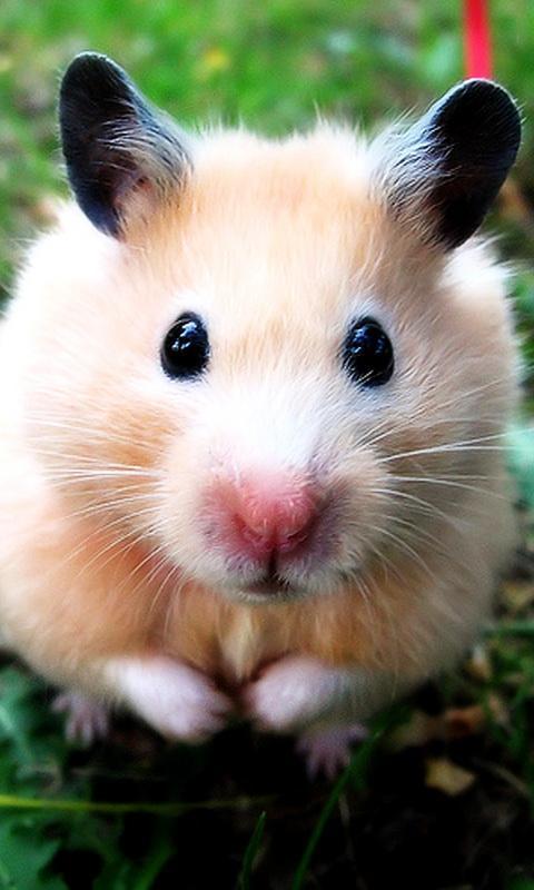 Tải xuống APK Funny Hamster wallpaper cho Android Tải xuống APK Funny Hamster wallpaper cho Android