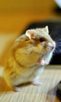 Funny Hamster wallpaper ảnh chụp màn hình 2