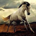 Horse wallpaper آئیکن