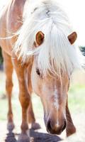 Horse wallpaper 스크린샷 1