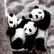 ”Panda wallpaper