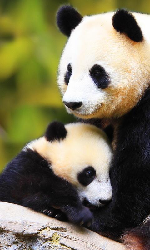  Panda  wallpaper  for Android APK Download