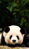 Panda wallpaper 스크린샷 2