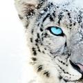 White tiger wallpaper