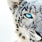 White tiger wallpaper ikona