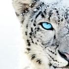 White tiger wallpaper-icoon