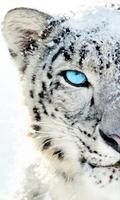 White tiger wallpaper plakat
