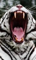 White tiger wallpaper capture d'écran 1