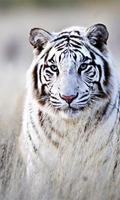 White tiger wallpaper ảnh chụp màn hình 2