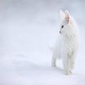 Winter wallpaper