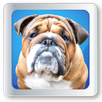 My Pet Salon APK