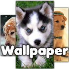 Funny Dogs Wallpaper HD icon