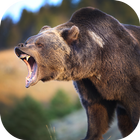 Real Bear Simulator 2017 biểu tượng