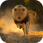 Real Lion Simulator 2017 ikona