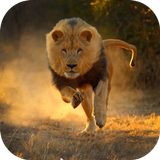 Real Lion Simulator 2017 ไอคอน