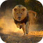 Real Lion Simulator 2017 biểu tượng