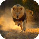 Real Lion Simulator 2017 icon