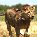 Wild Lion Attack 3D APK