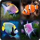 Fish card APK