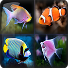 Fish card icon