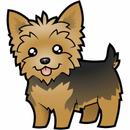 Petiladora APK