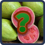 GUESS THE FRUIT