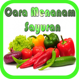 Cara Menanam Sayuran