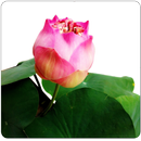 พุทธมนต์ APK