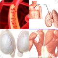 Body organs