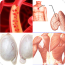 Body organs APK