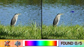 پوستر Find Difference bird