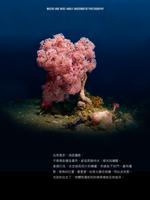 海底攝影系列 스크린샷 3
