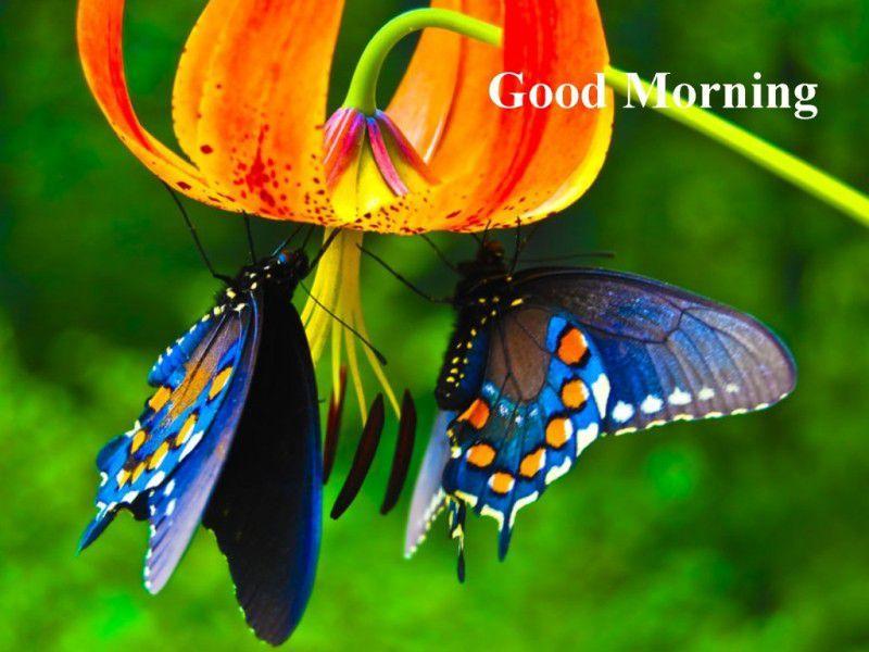 Sweet Good Morning 3D Images APK for Android Download Sweet Good Morning 3D Images APK for Android Download