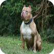 Pitbull Dog HD Wallpapers