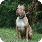 Icona Pitbull Dog HD Wallpapers