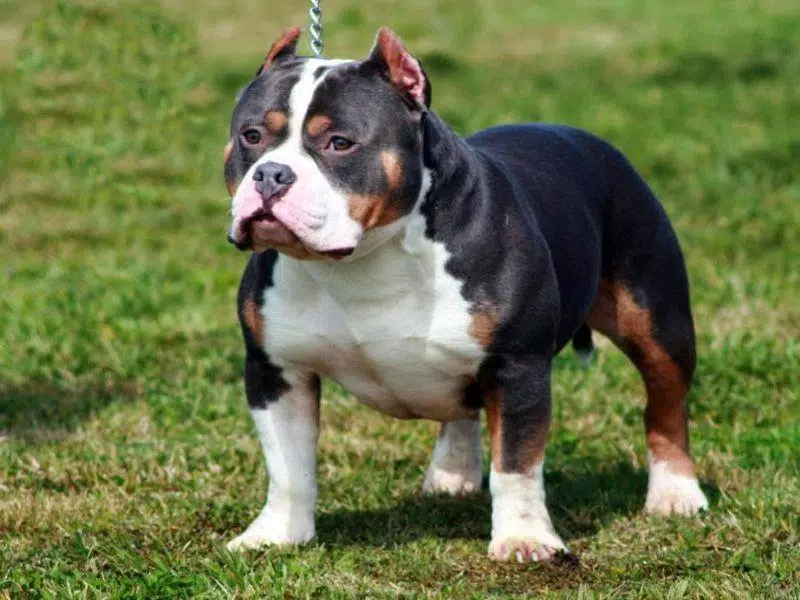Pitbull Dog HD Wallpapers APK for Android Download Pitbull Dog HD Wallpapers APK for Android Download