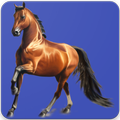 Fine horses